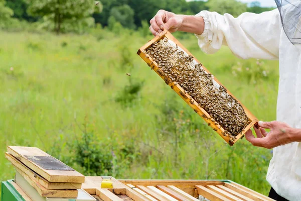 Imker Haalt Uit Bijenkorf Honingraat Gevuld Met Verse Honing Bijenteelt — Stockfoto