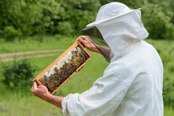 養蜂家は新鮮な蜂蜜で満たされた巣のハニカムから出て行きます — ストック写真