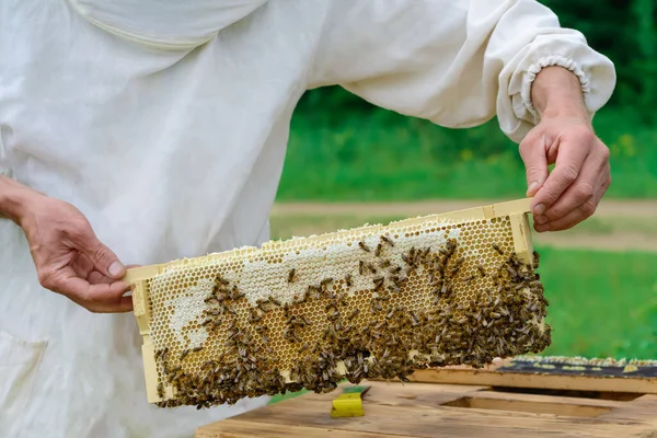 Imker Houdt Een Honingcel Met Bijen Zijn Handen Bijenteelt Apiarium — Stockfoto