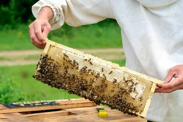 Honingraat Met Bijen Gevuld Met Verse Honing Bijenteelt — Stockfoto