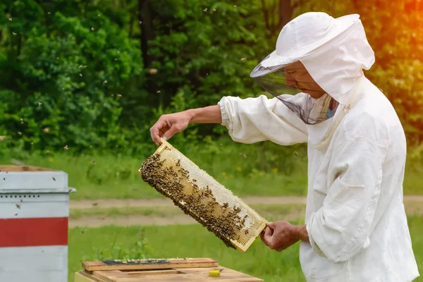 養蜂家は新鮮な蜂蜜で満たされた巣のハニカムから出て行きます — ストック写真