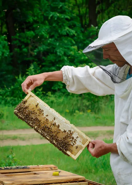 Медовые Соты Пчелами Наполнены Свежим Медом Апикультура — стоковое фото