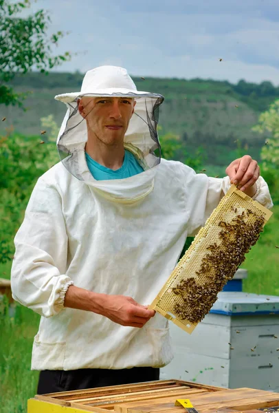 Apicultor Que Trabaja Recoge Miel Apicultor Sosteniendo Panal Lleno Abejas —  Fotos de Stock