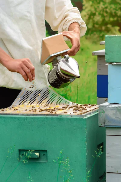 保護作業服の養蜂家は 臨時でハニカムフレームを検査します 養蜂の概念 — ストック写真