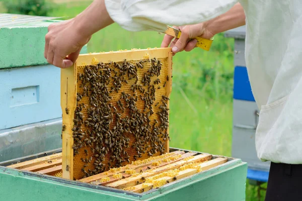 Beekeeper Holding Honeycomb Full Bees Beekeeper Inspecting Honeycomb Frame Apiary — Stock Photo, Image