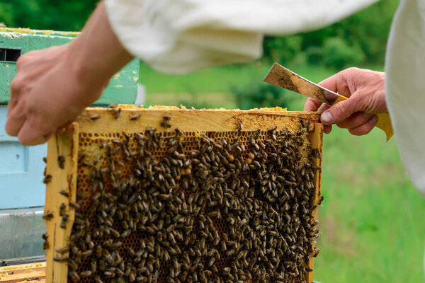 beekeeper holding a honeycomb full of bees. Beekeeper inspecting honeycomb frame at apiary. Beekeeping concept