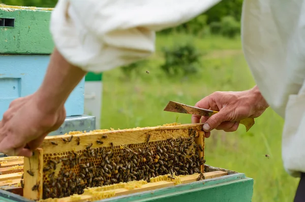 Пчелы Работают Сотах Рисунок Медовых Клеток Апикультура — стоковое фото