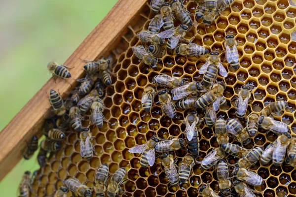 Bijenkoningin Omringd Door Werkbijen Een Honingcel — Stockfoto