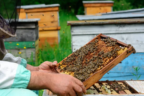Пчеловод Держит Соты Полные Пчел Пчеловод Осматривает Медовую Раму Пасеке — стоковое фото