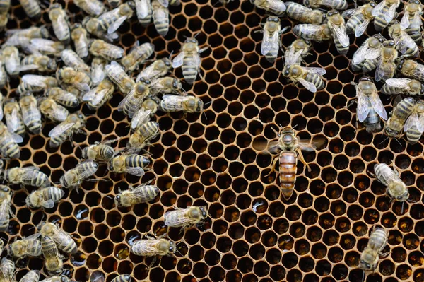 ミツバチは卵を産む — ストック写真