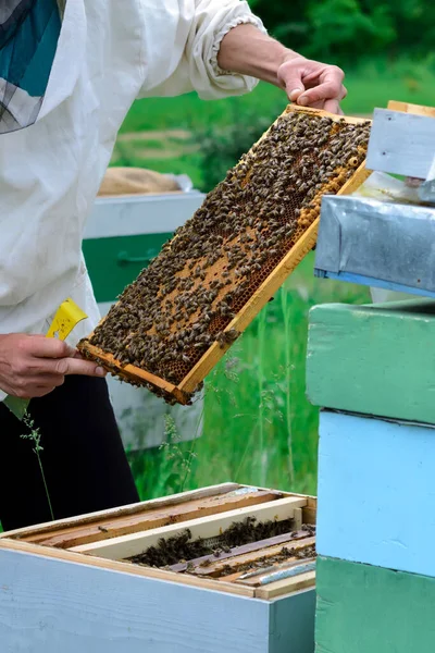 Een Imker Die Een Honingraat Vol Bijen Vasthoudt Imker Inspecteert — Stockfoto