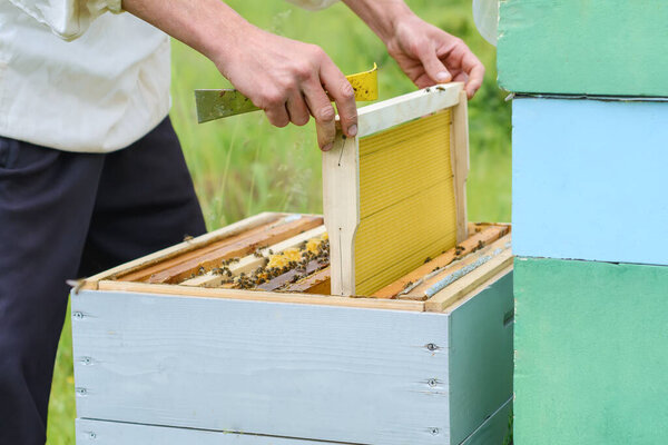 Пчеловод ставит улью новую основу для меда. Honeycomb