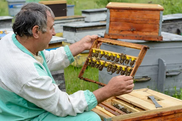 養蜂家は新しい女王蜂を育てるフレームを検査します カール ジェンター — ストック写真