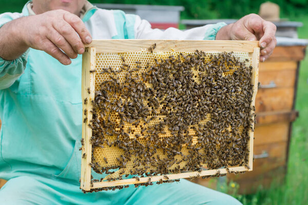 The beekeeper holds a honey cell with bees in his hands. Apiculture. Apiary
