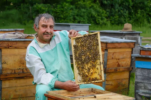 Пчеловод Вынимает Улья Соты Пчелами Апикультура — стоковое фото