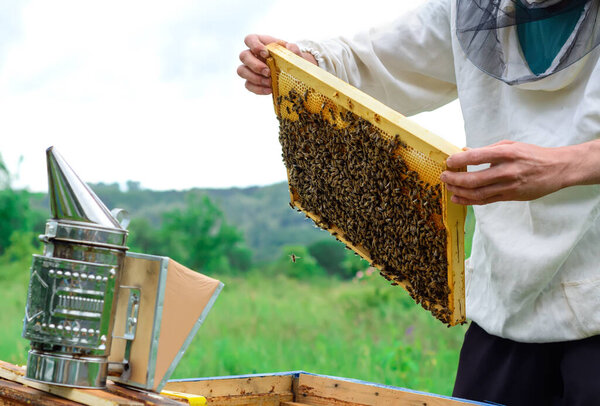 Пчеловод держит медовую клетку с пчелами в руках. Апикультура. Пасека