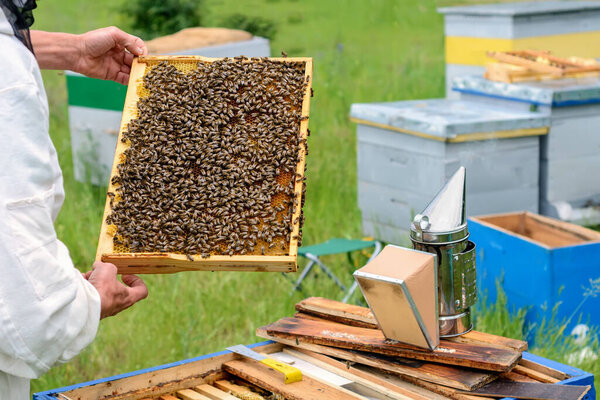 Пчеловод держит медовую клетку с пчелами в руках. Апикультура. Пасека