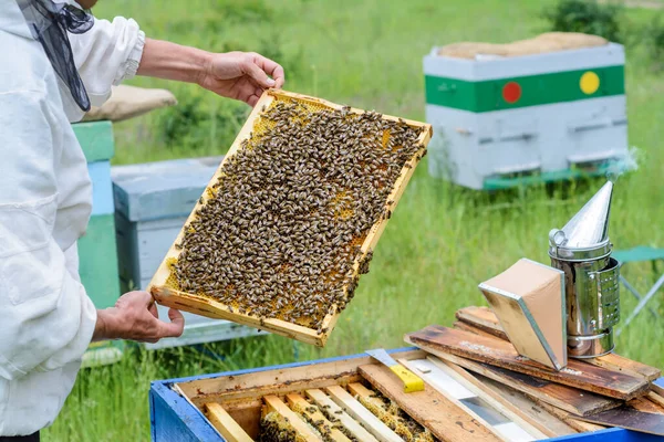 Imker Haalt Honingraat Uit Bijenkorf Met Bijen Bijenteelt — Stockfoto