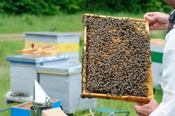 Apicultor Sostiene Una Celda Miel Con Abejas Sus Manos Apicultura —  Fotos de Stock