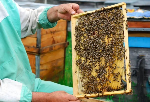 Een Imker Die Een Honingraat Vol Bijen Vasthoudt Imker Inspecteert — Stockfoto