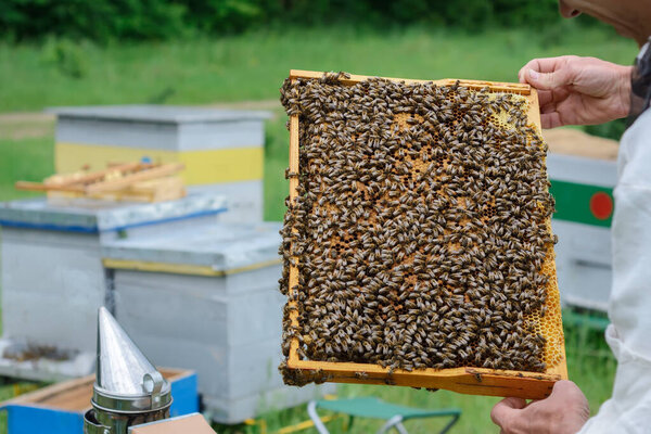 Пчеловод смотрит на пчелиную семью. Рамка с рабочими пчелами и личинками пчел