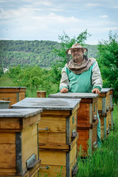 Apicultor Num Apiário Perto Das Colmeias Apicultura Apiário — Fotografia de Stock