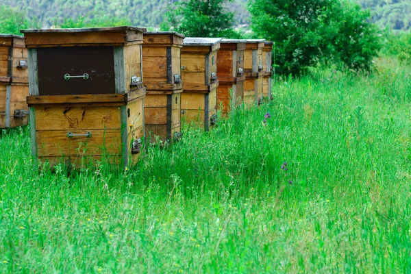 Apiario Cui Produce Miele Ecologico Gli Alveari Trovano Luogo Montuoso — Foto Stock