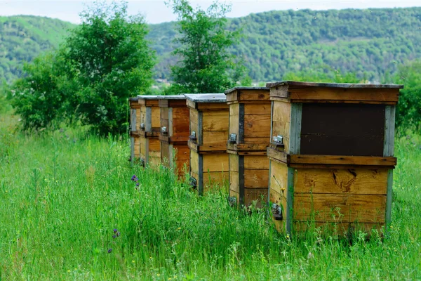 Apiario Trova Una Zona Montagnosa Ecologicamente Pura Ricevere Miele Ecologicamente — Foto Stock