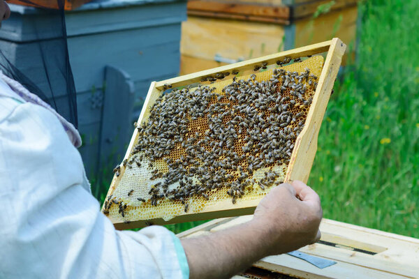 Пчеловод держит соты, полные пчел. Пчеловод в защитной рабочей одежде осматривает медовую раму на пасеке. Концепция пчеловодства