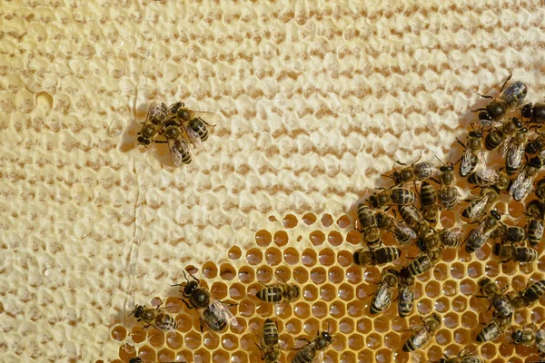 Närbild Arbetande Bina Bikaka Honungsceller Och Fungerande Bin Honeycomb Med — Stockfoto