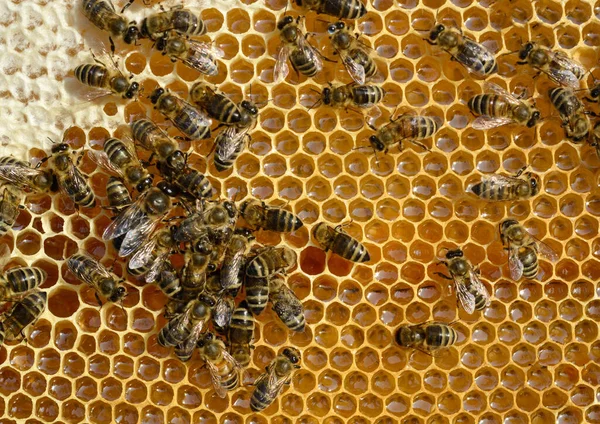 Medové Buňky Pracovní Včely Hřeben Včelím Pozadím — Stock fotografie