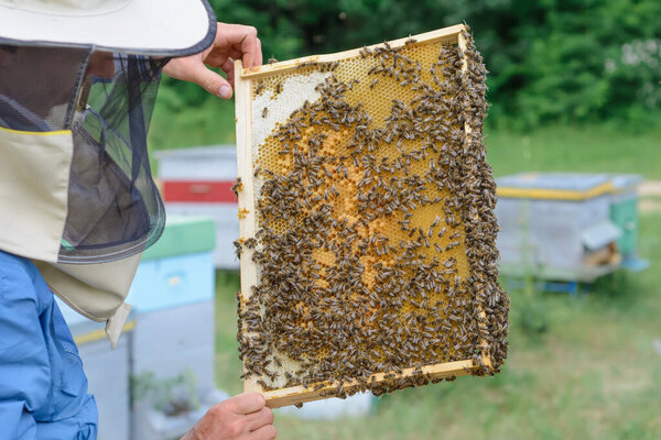 Пчеловод держит соты, полные пчел. Пчеловод в защитной рабочей одежде осматривает медовую раму на пасеке. Концепция пчеловодства