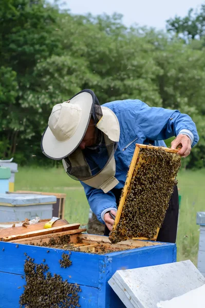 Apicultor Mira Sobre Panal Con Abejas Cerca Colmena Apicultura —  Fotos de Stock