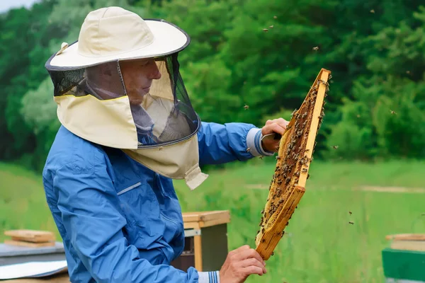 Пчеловод Держит Соты Полные Пчел Пчеловод Защитной Рабочей Одежде Осматривает — стоковое фото