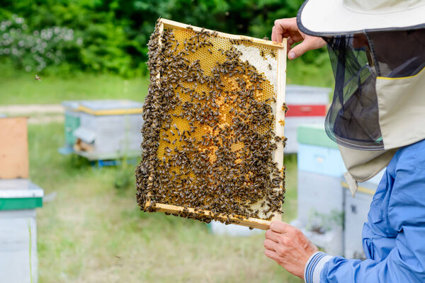 Пчеловод вынимает из улья соты с пчелами. Апикультура
