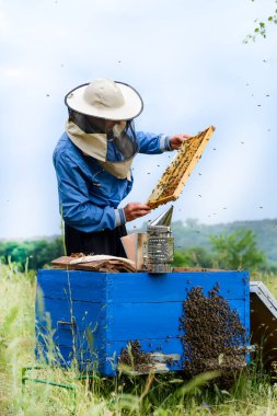 Arı yetiştiricisi arılar üzerinde çalışıyor. Apiculture. Arıcılık
