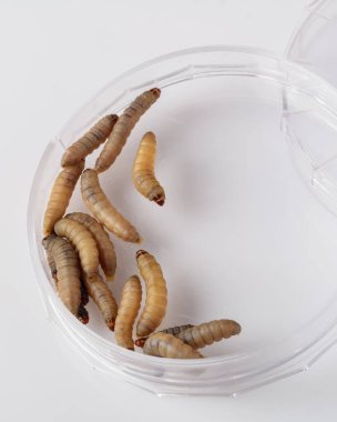 Balmumu güve larvaları. Düşman arılar. Galleria mellonella Apioterapi