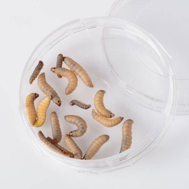 Balmumu güve larvaları. Düşman arılar. Galleria mellonella Apioterapi