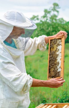 Arıcı elinde arılarla dolu bir bal peteği tutuyor. Arı kovanındaki bal peteği çerçevesini kontrol eden koruyucu iş giysisi sorumlusu. Arıcılık konsepti