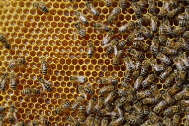 Bal peteği üzerindeki arılar taze nektarı bala dönüştürdüler. Görüntü