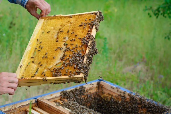 The beekeeper works with bees near the hives. Apiculture