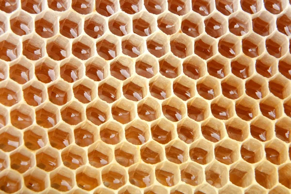 Honey Cell Filled Fresh Honey Honeycomb Product Beekeeping — Stock Photo, Image