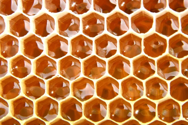 Honey Cell Filled Fresh Honey Honeycomb Product Beekeeping — Stock Photo, Image