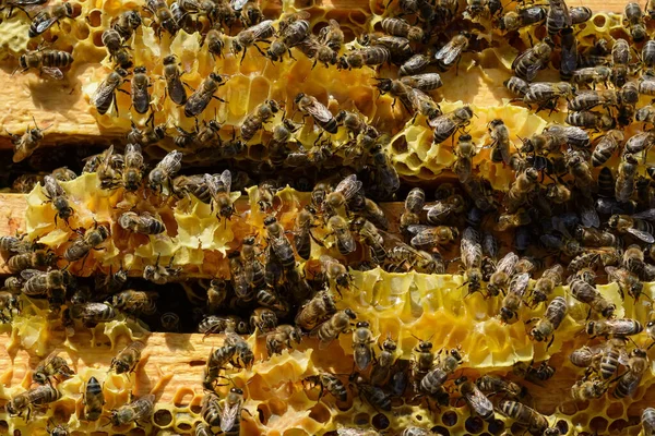 Пчелы Внутри Улья Восстанавливают Соты Апикультура — стоковое фото