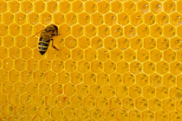 Eén Bij Een Honingraatcel Zet Nectar Heerlijke Honing Harde Bij — Stockfoto