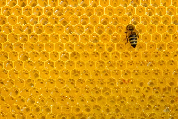 细胞上一只勤劳的蜜蜂将花蜜转化为蜂蜜 蜂窝加新鲜蜂蜜 — 图库照片