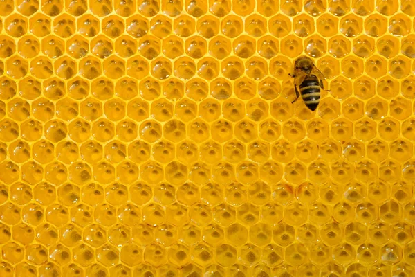 Eine Fleißige Biene Auf Der Zelle Wandelt Nektar Honig Wabe — Stockfoto