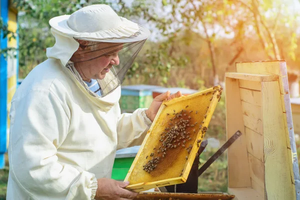 Пчеловод Работает Пчелами Ульями Пасеке Пчеловод Пасеке — стоковое фото