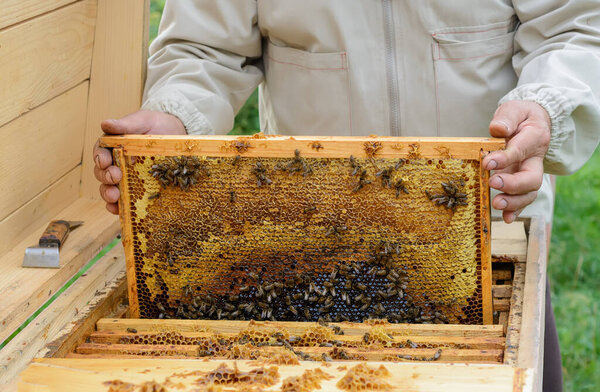 The beekeeper holds a honey cell with bees in his hands. Apiculture. Apiary