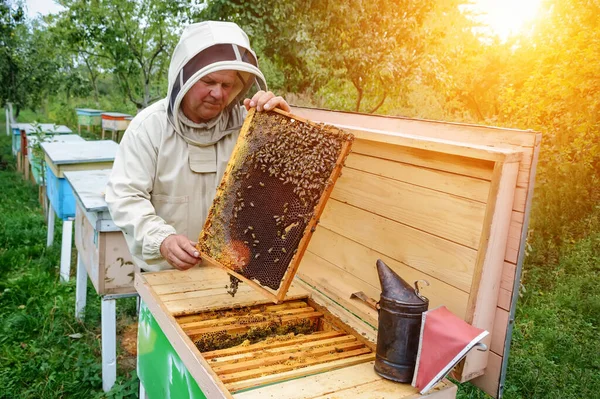 Apicultor Sostiene Una Celda Miel Con Abejas Sus Manos Apicultura —  Fotos de Stock